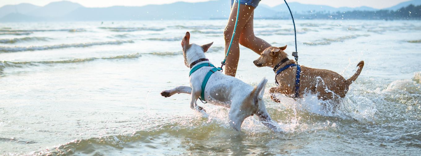 Svenska DjurApoteket